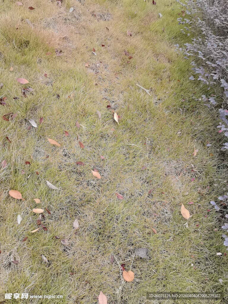 地面上的绿草与散落落叶
