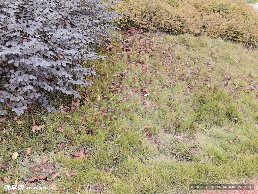 户外草地与低矮植物景观