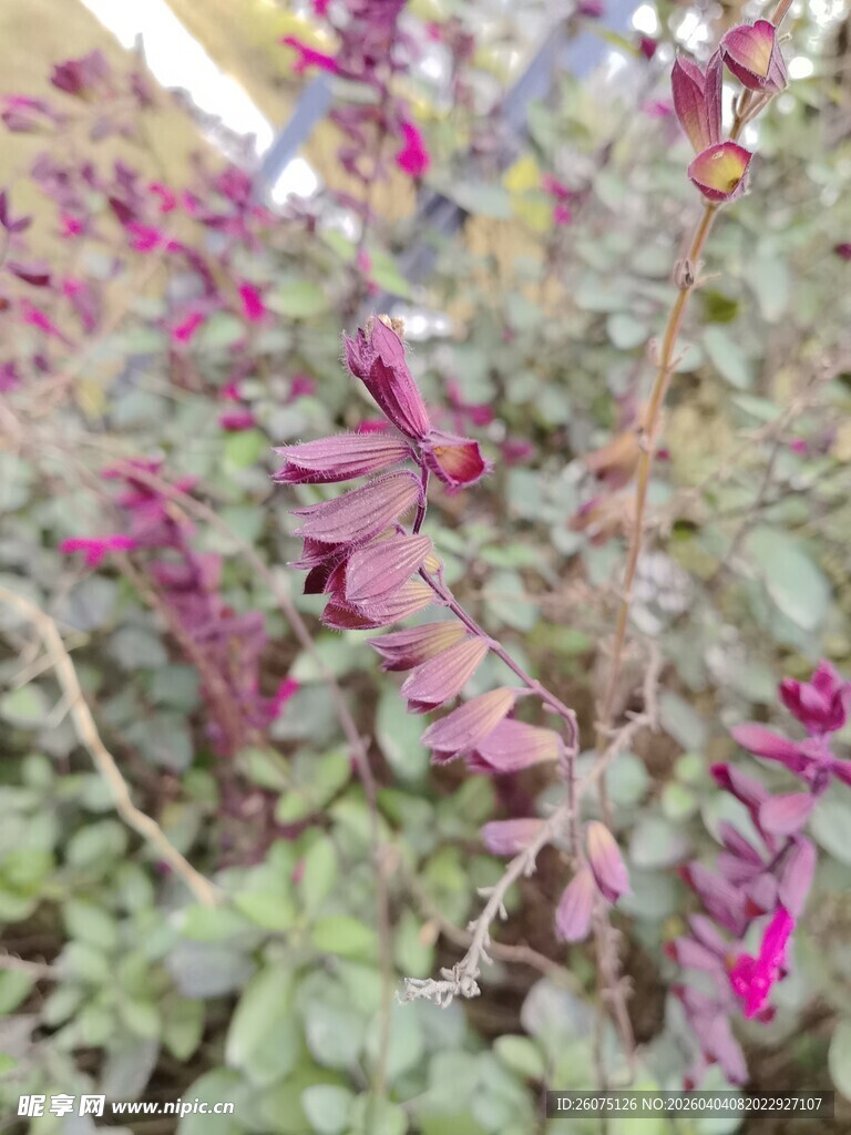 紫色花卉植物特写
