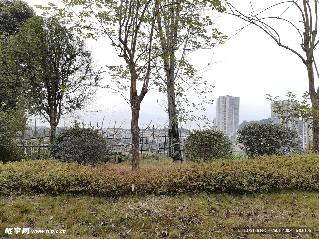 城市中的绿植景观