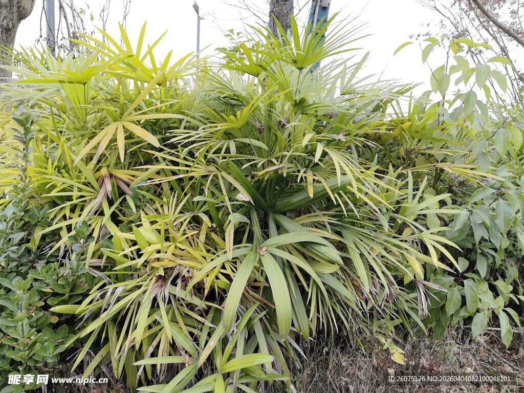 茂密绿植生机盎然