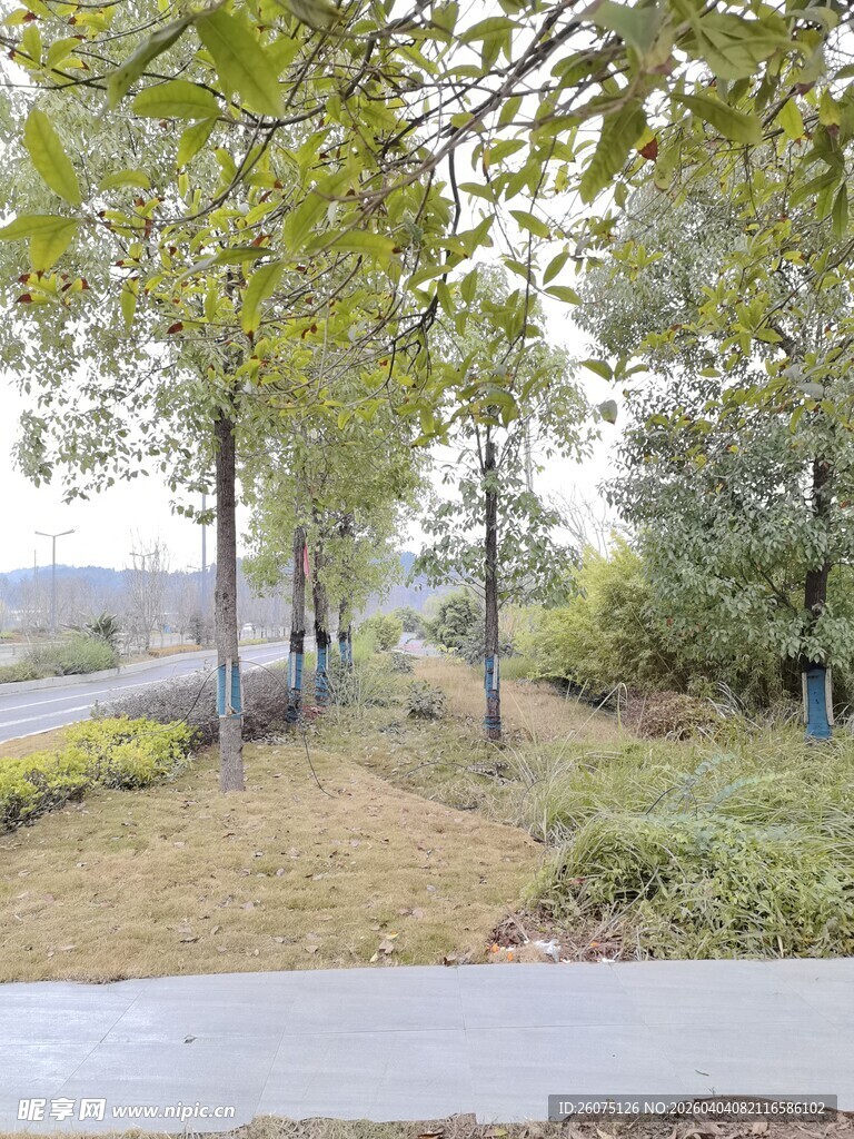 林间小道秋日静谧景致