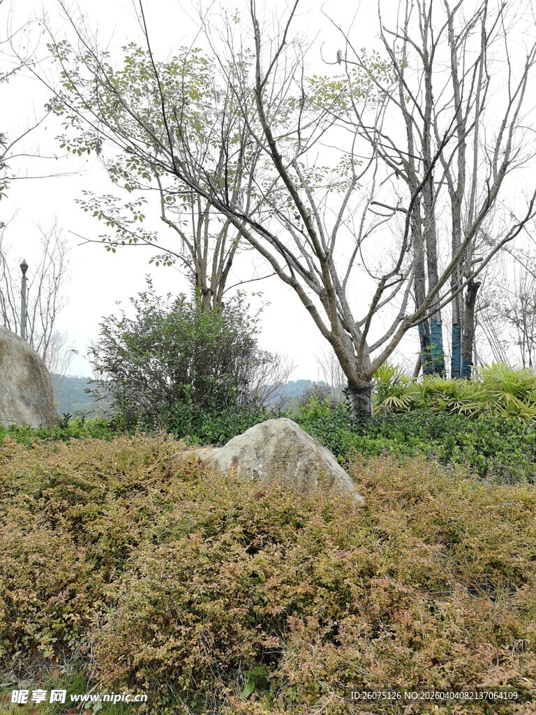园林景观中的绿植与石头