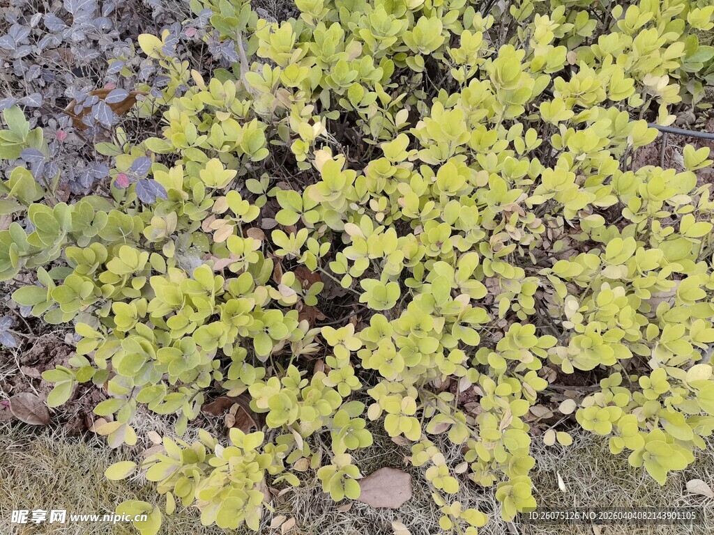 黄绿植物景观