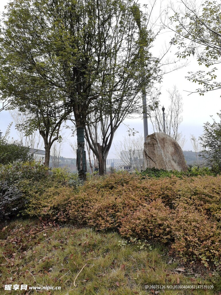 乡村野外树木植被景观