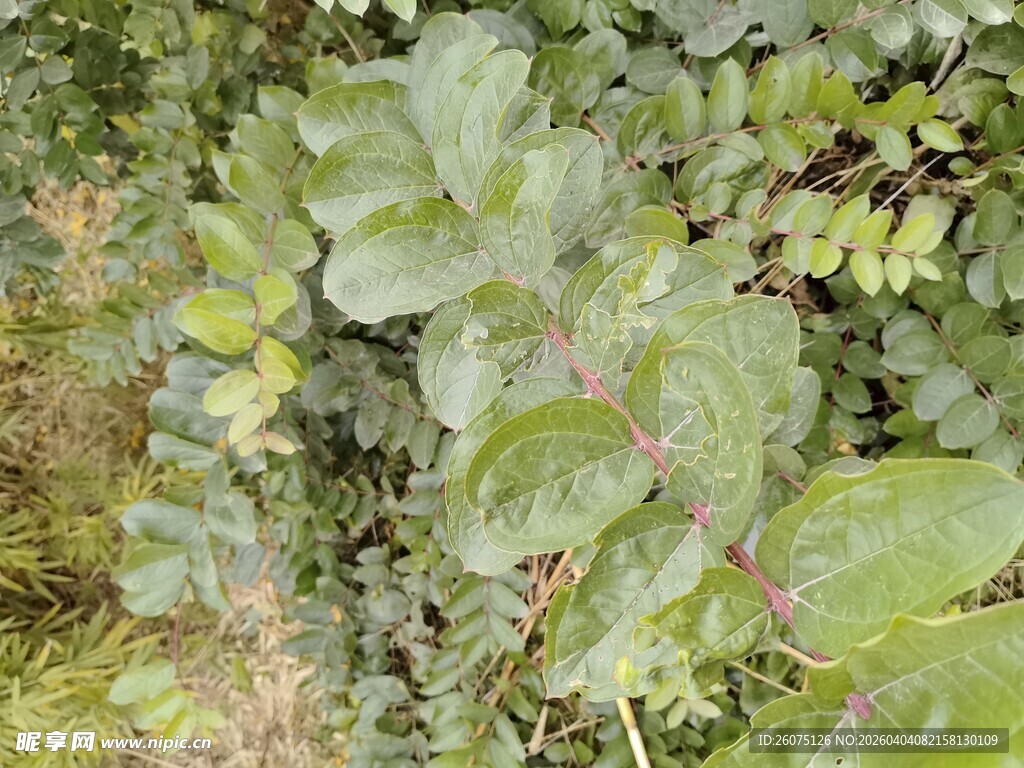 绿叶繁茂的植物景象