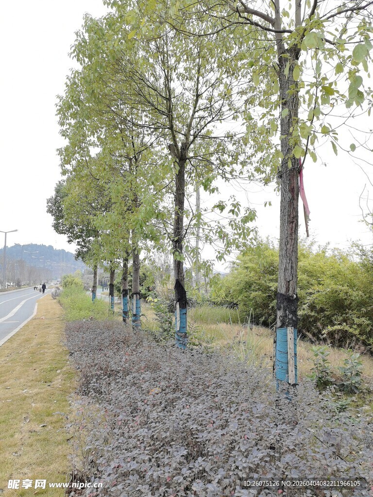 公路旁整齐排列的树木