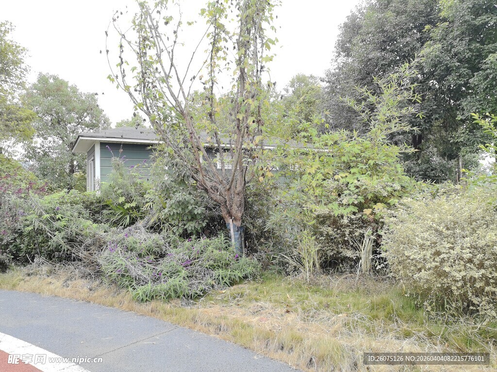 路边绿植环绕的小屋
