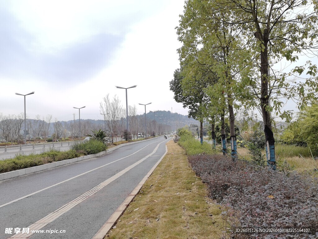 宽阔公路旁的树木景观