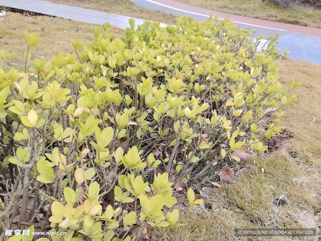 路边黄绿相间的灌木丛