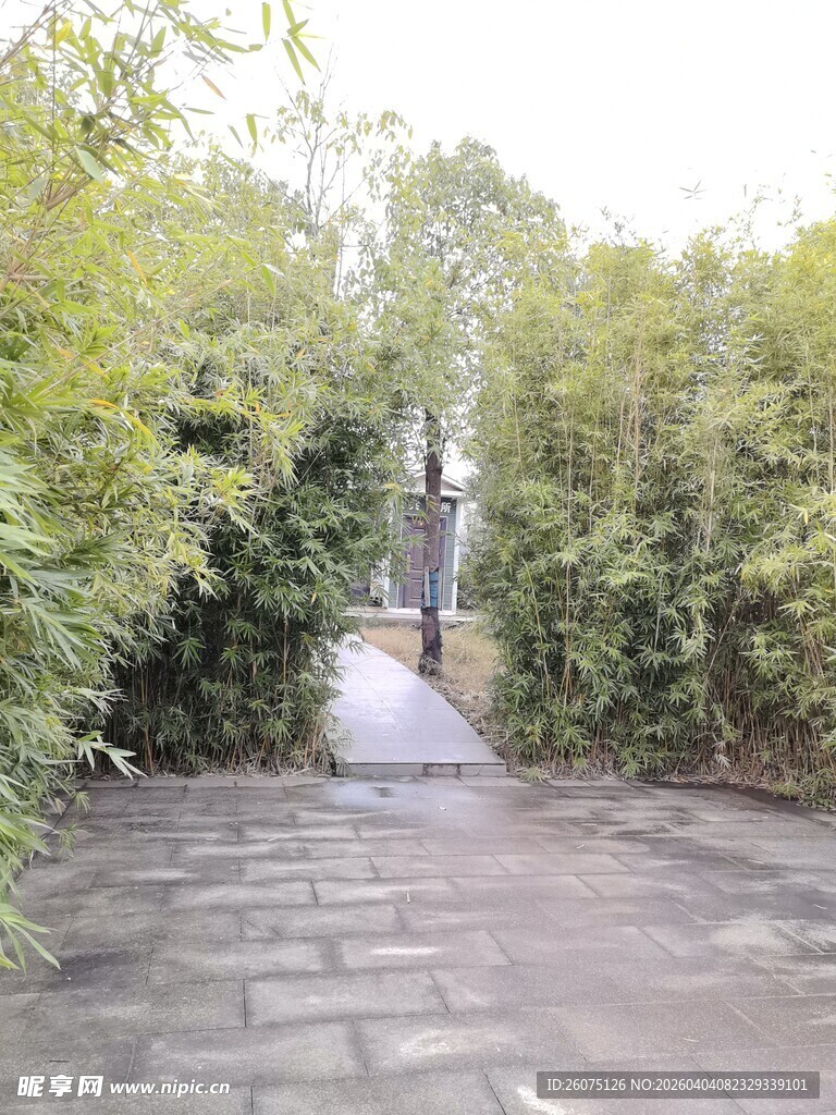 竹林间的幽静石板小道