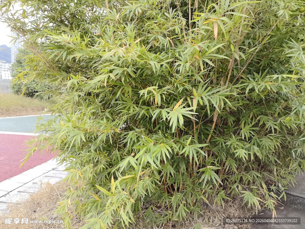 翠绿竹林清新自然景致