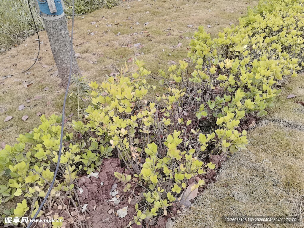 路边黄绿相间的低矮植物