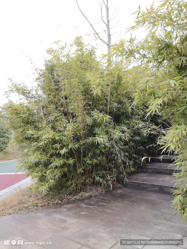 路边茂盛的翠绿竹林