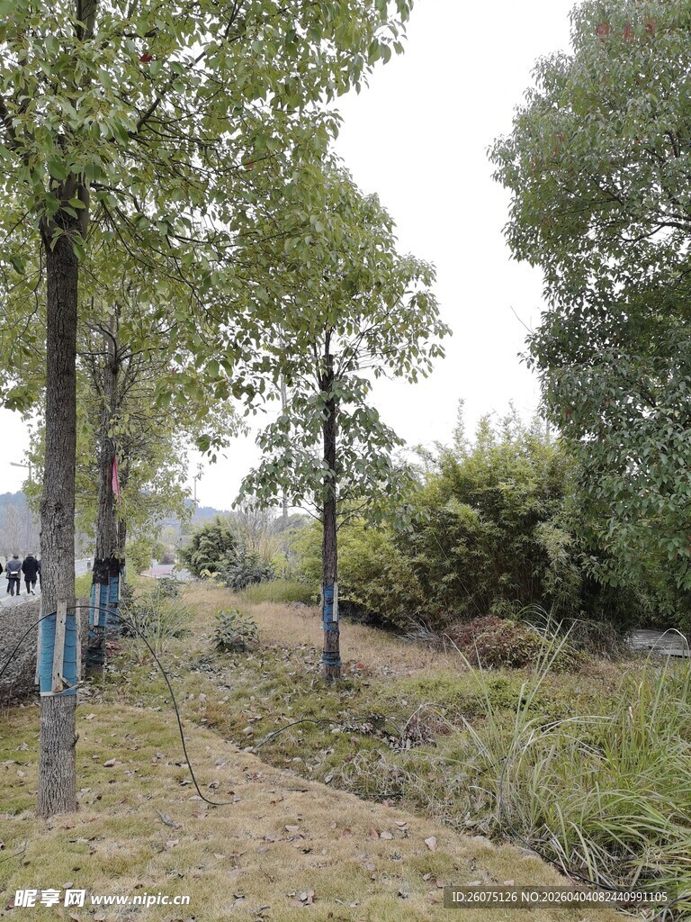 林间小道旁的自然景致