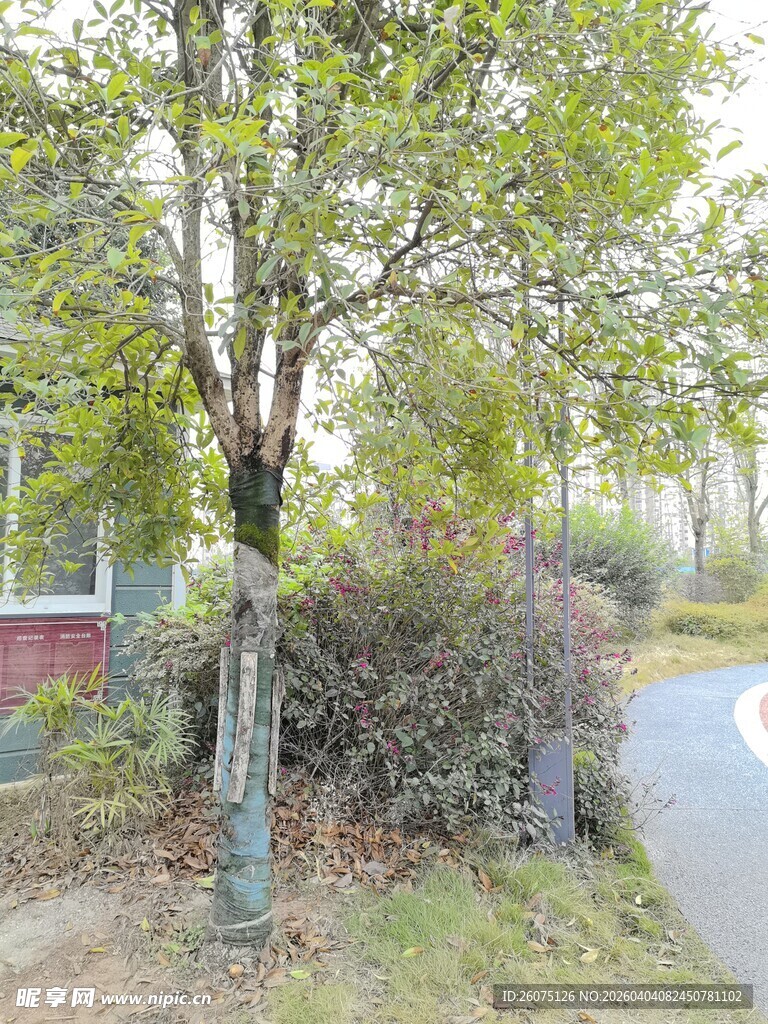 路边绿树与灌木丛景观