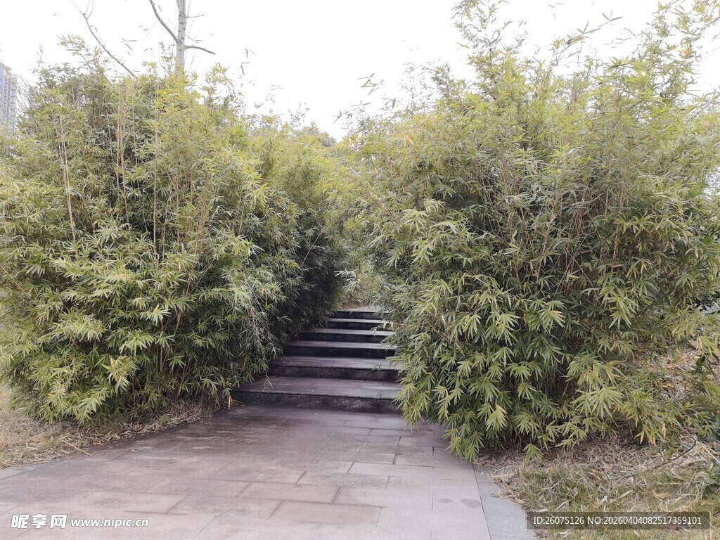 林间石阶隐于葱郁草木间