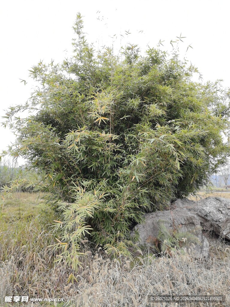 野外茂盛绿植景观