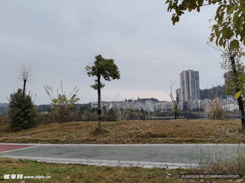 城郊道路旁的稀疏树木景观