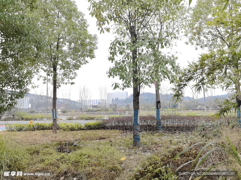 田野中的树木景观