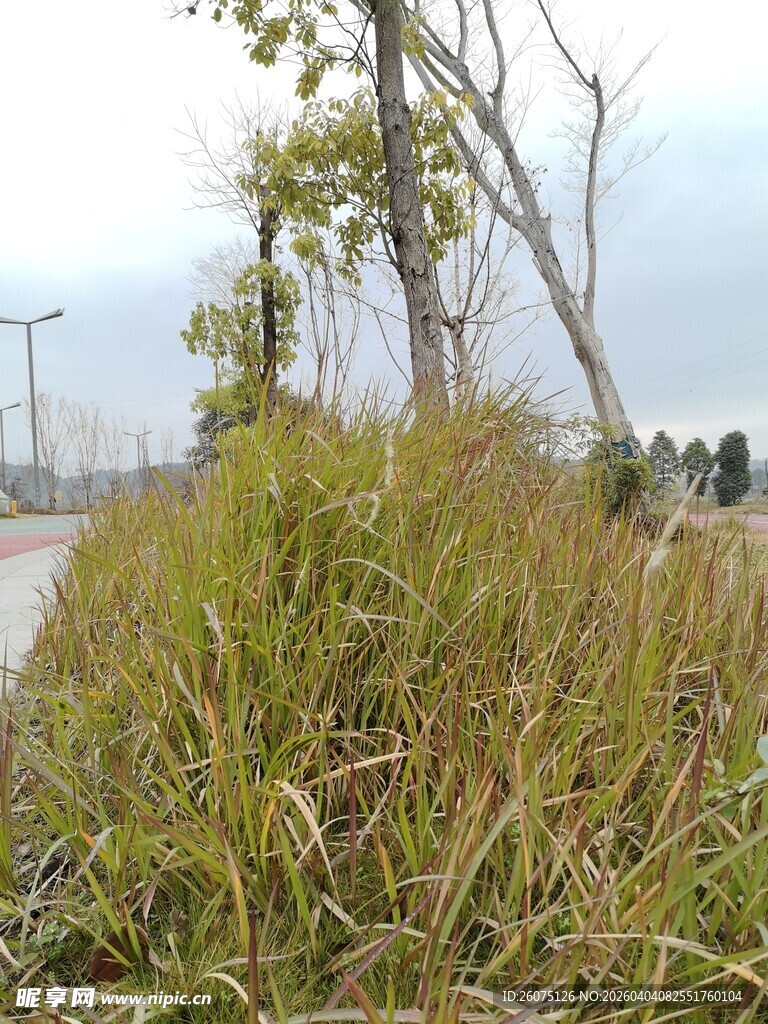 路边茂盛的野草与树木