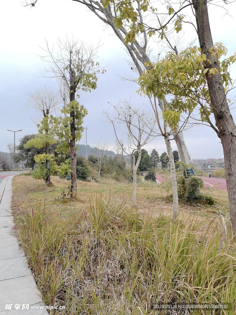 乡间小路旁的树木与草地