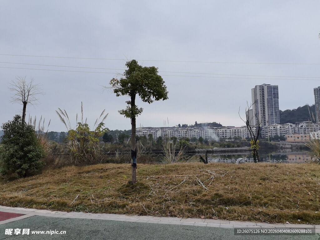 城郊风景孤树与远处高楼