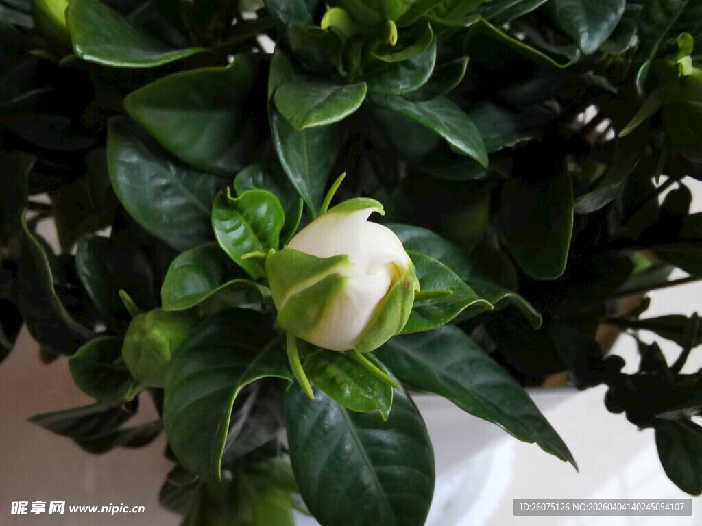 含苞待放的清新栀子花