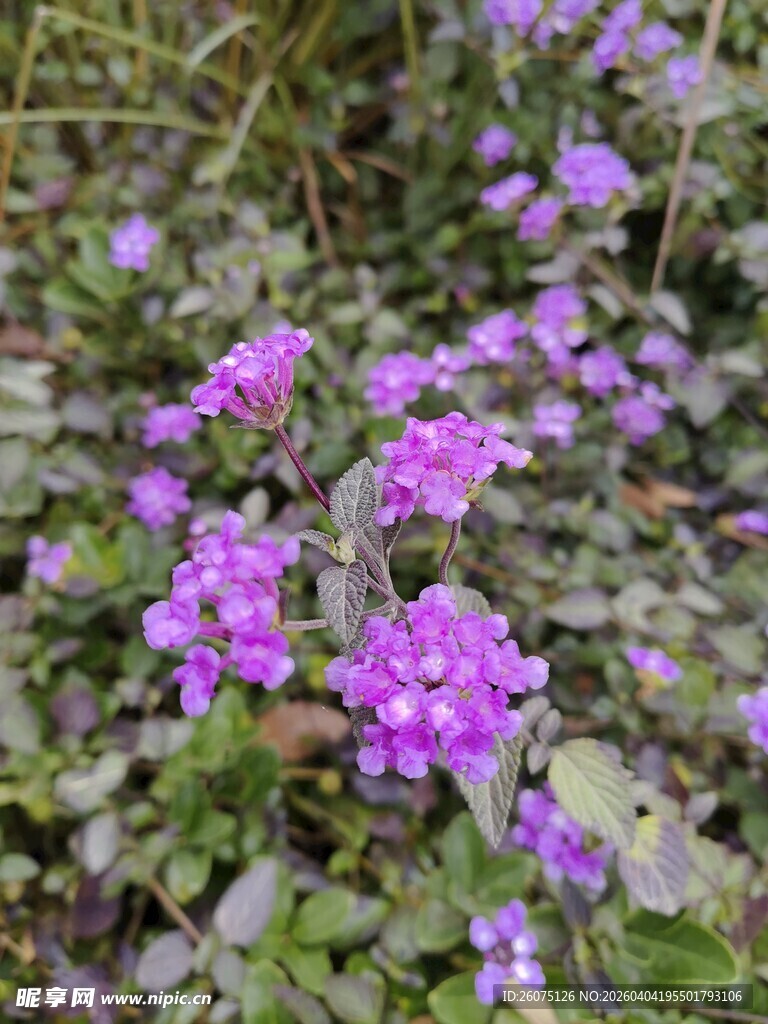 紫色小花绽放于草丛间
