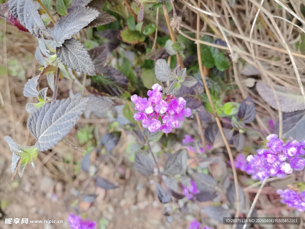 草丛中的紫色小花