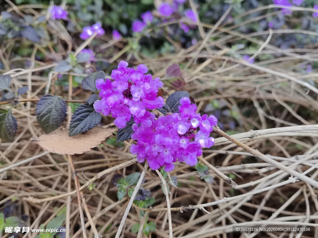 地面绽放的紫色小花