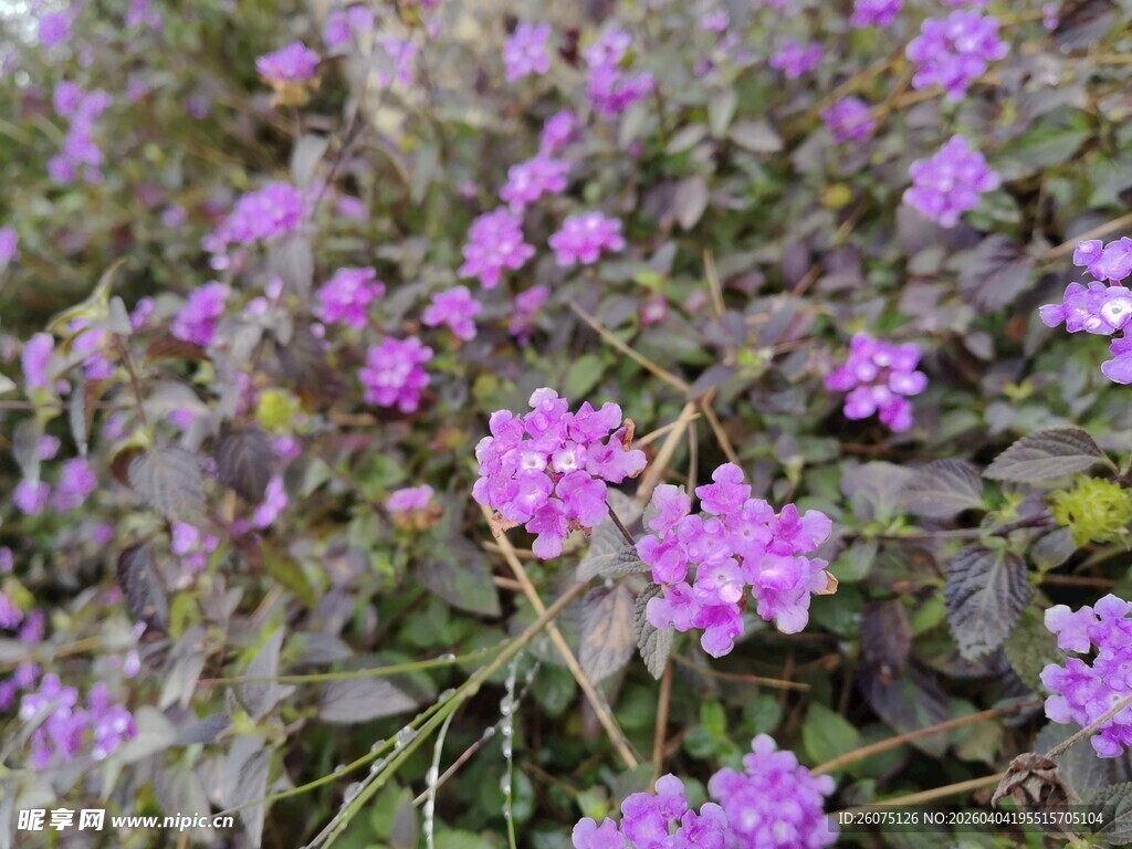 紫色小花绽放的美丽景致