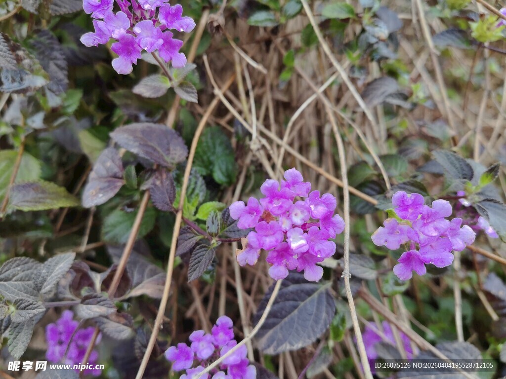 紫色小花绽于绿叶间
