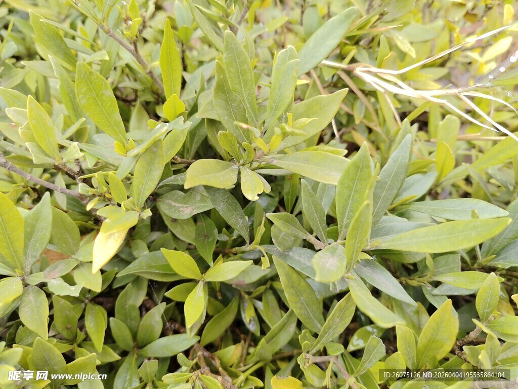 嫩绿繁茂的植物叶片