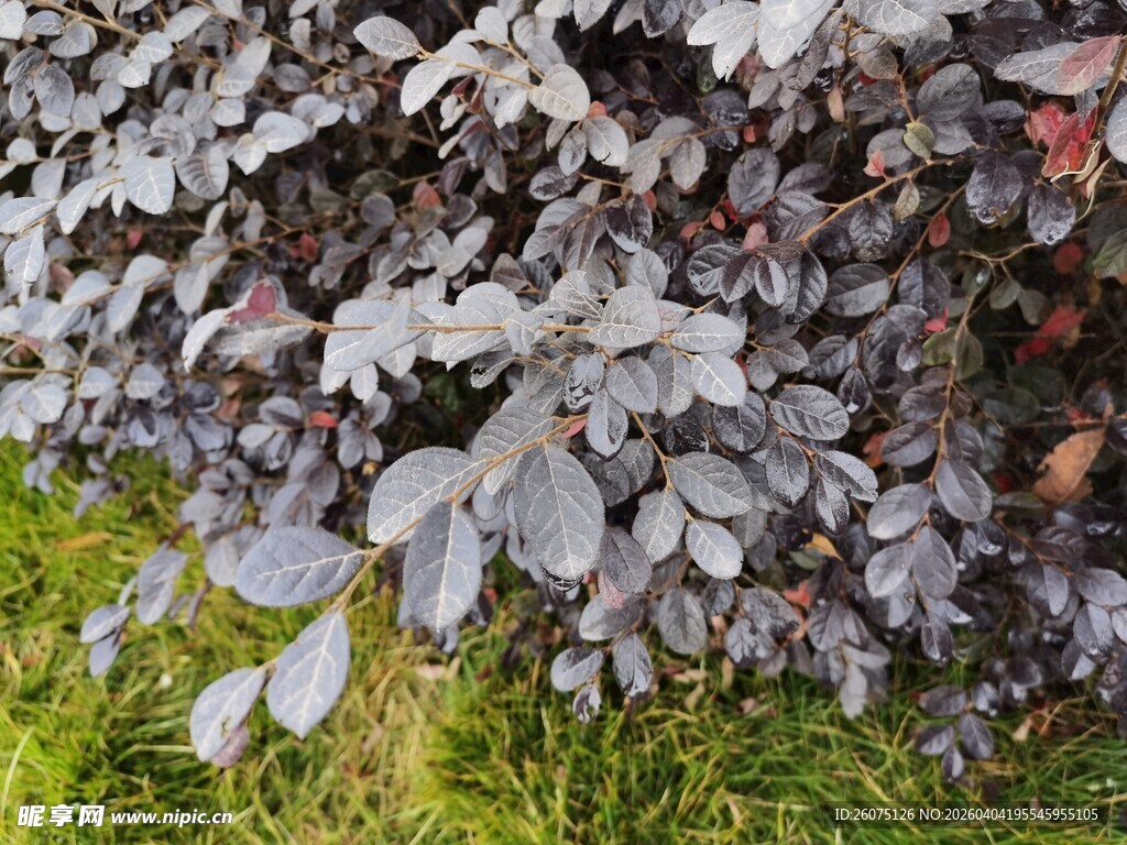 灰叶植物与绿草的自然景致