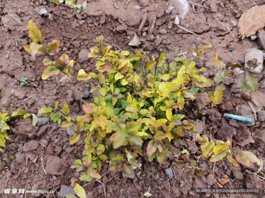 地面生长的嫩绿植物