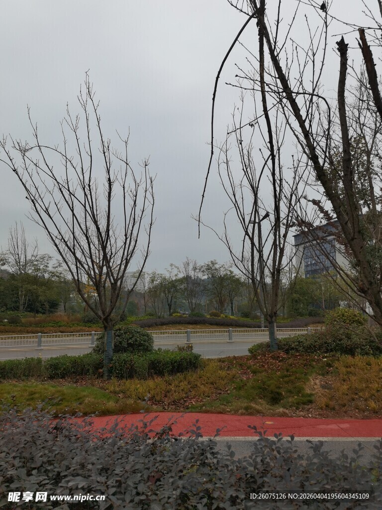 阴天的户外道路与树木景观