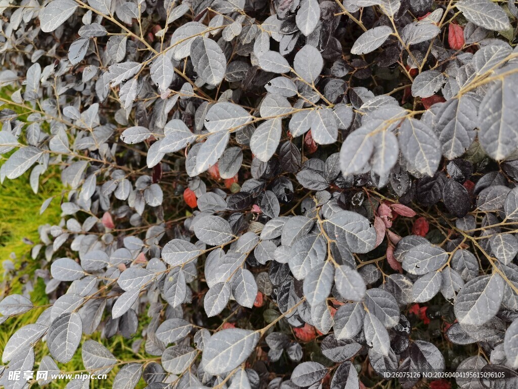 银叶植物与红果景观