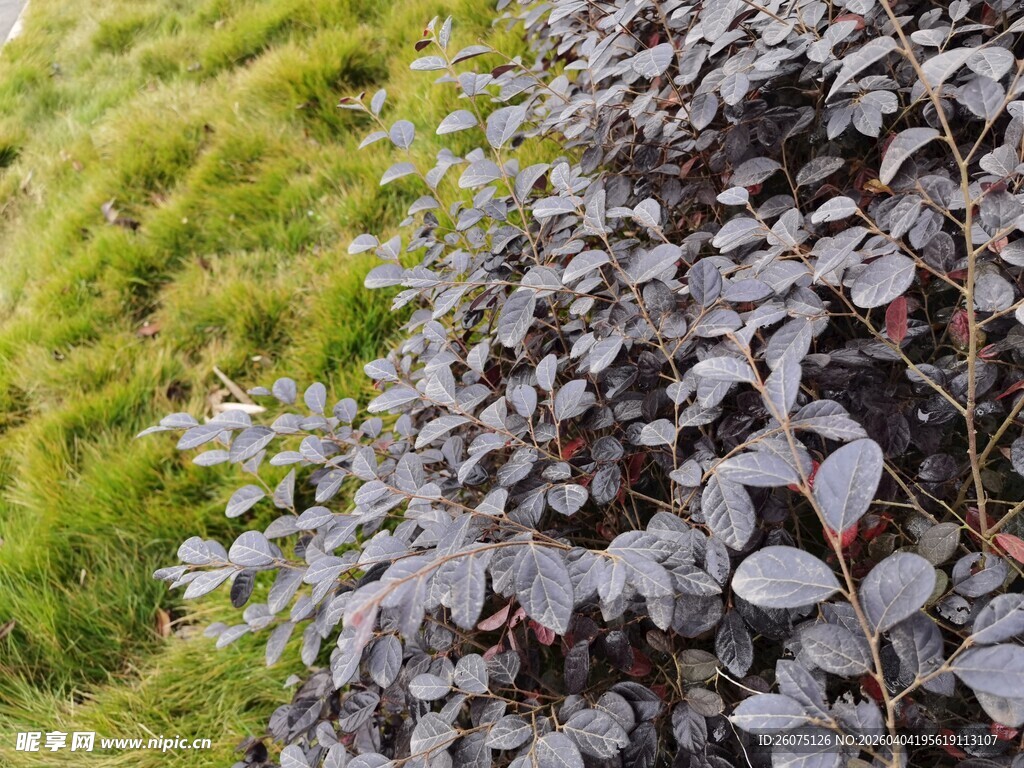 绿叶与紫叶植物的自然景致