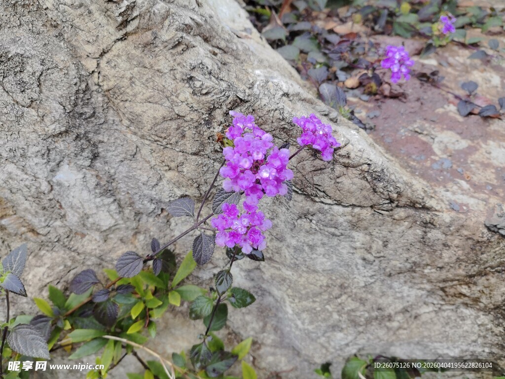 岩石旁绽放的紫色小花