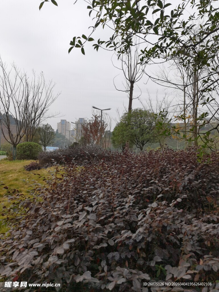 户外绿植景观