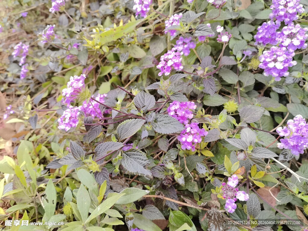 紫色花卉植物特写