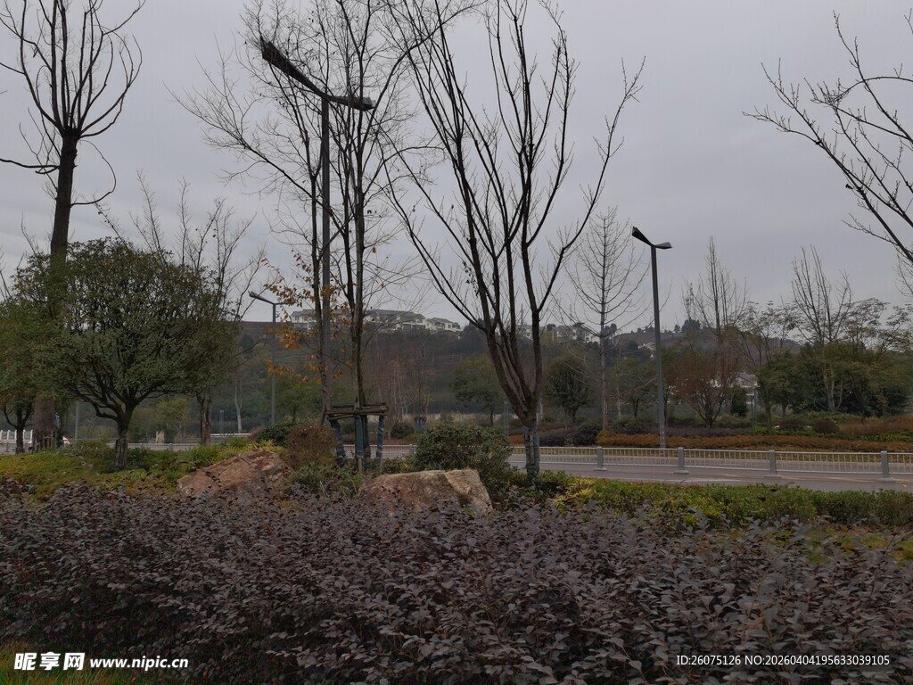 冬日公园萧瑟景观