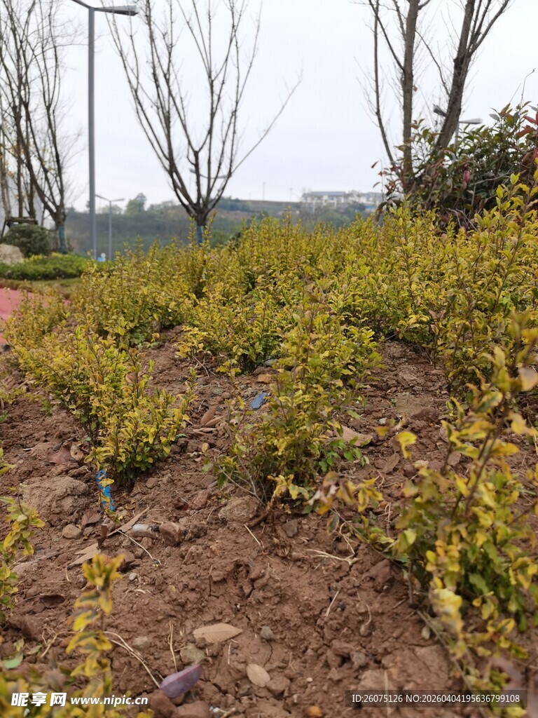 金黄植物种植地