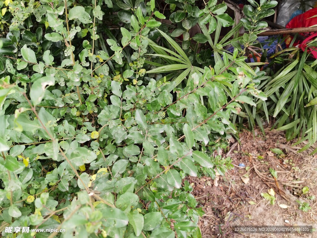 绿叶繁茂的植物景观