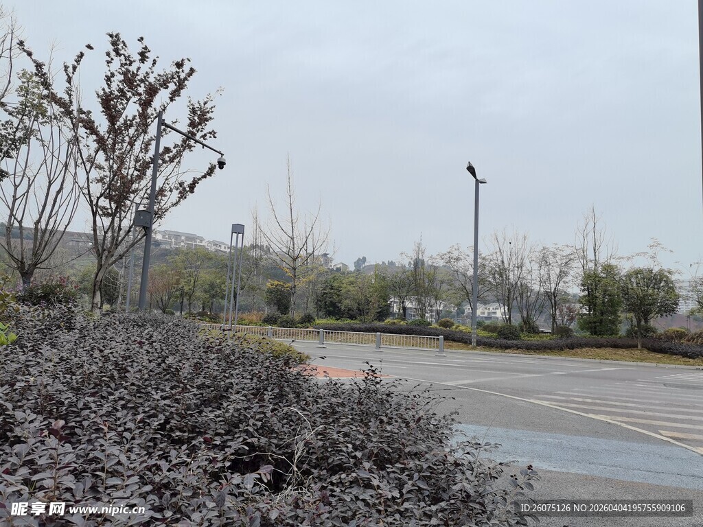 户外路边的植被景观