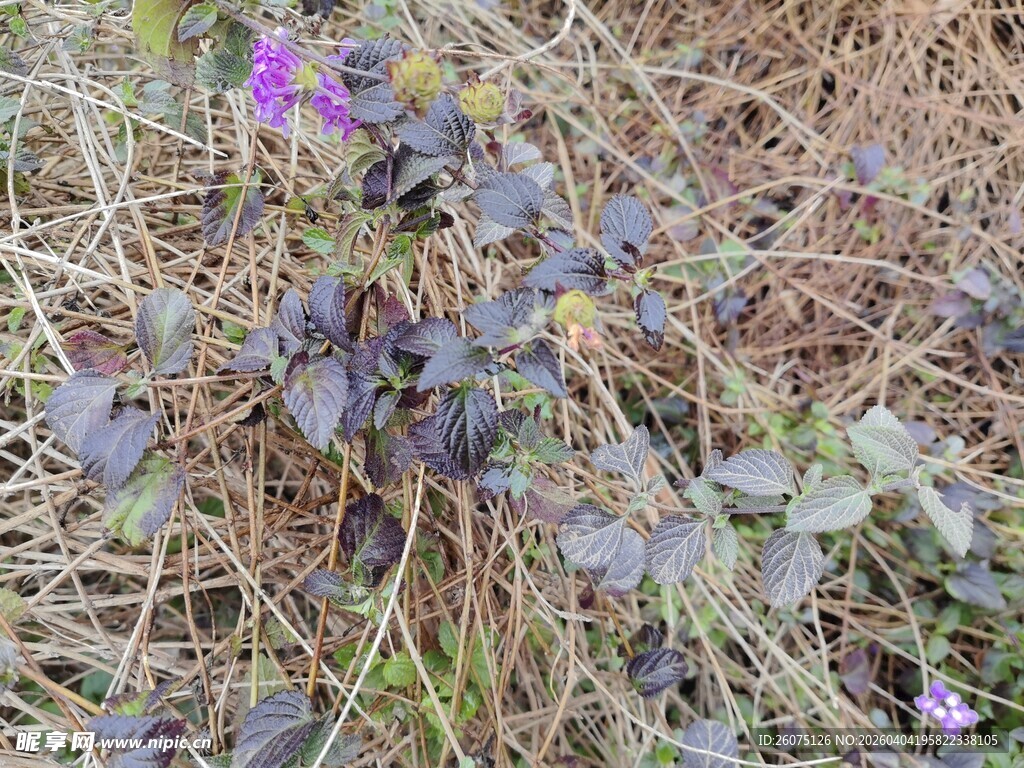 草丛中的紫色小花