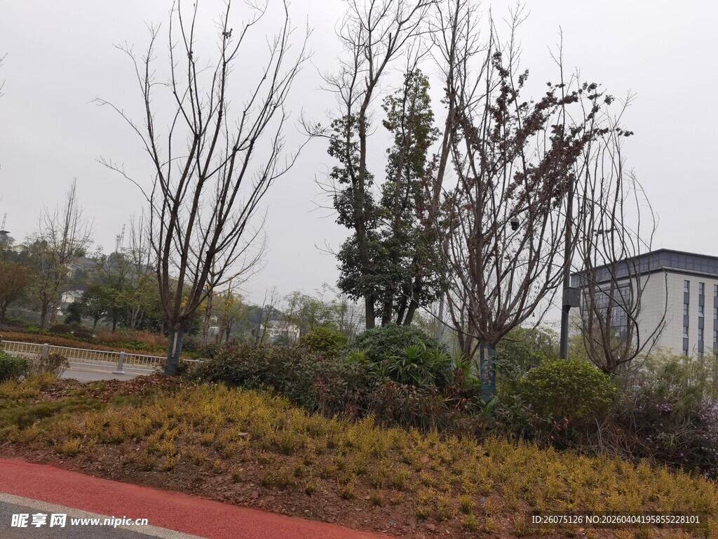 路边景观植物与建筑一角