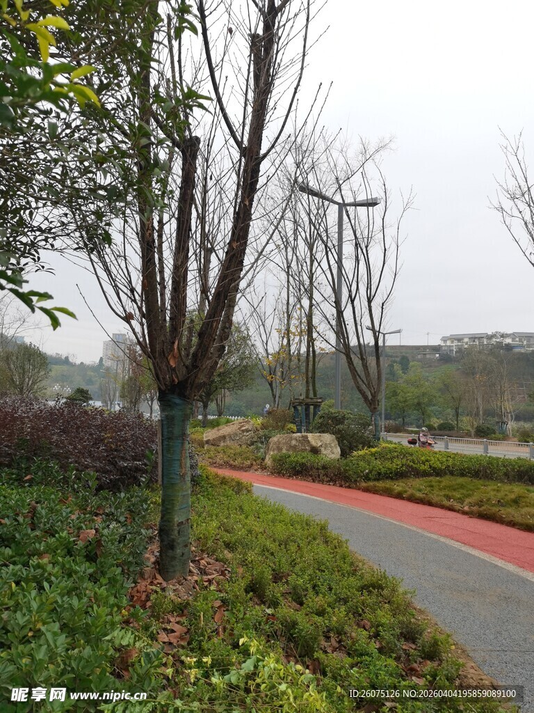 公园中的林荫步道景观