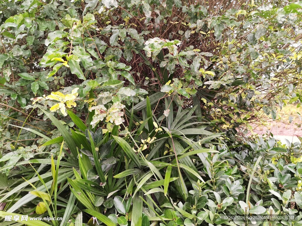 繁茂绿植景观